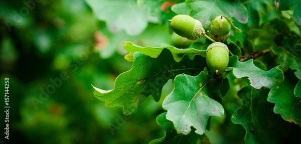 Fototapeta Oak tree in the summer. Oak branch with green leaves and acorns on a sunny day. Blurred leaf background. Closeup. Copy space. Place for text.