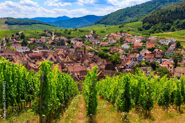 Obraz View of Riquewihr village with vineyard on a foreground. Alsace Wine Route, France