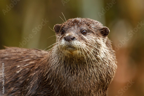 Fototapeta oriental small river otter
