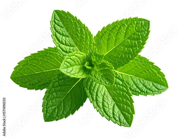 Obraz Fresh Mint Sprig Isolated on Transparent Background