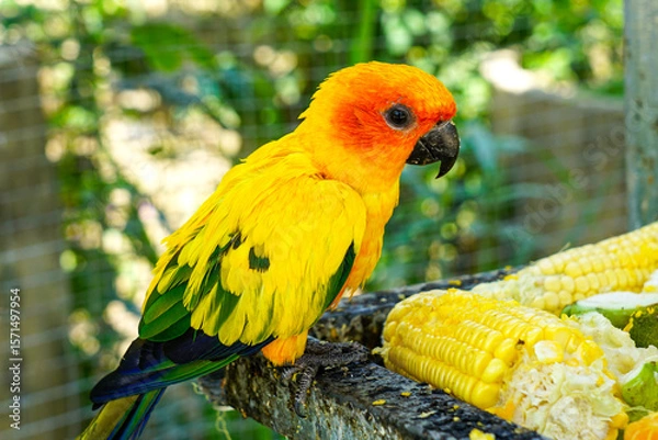 Fototapeta Bright Sun Conure Feasting on Corn in a Tropical Aviary under Sunlight in Mui Ne, Vietnam