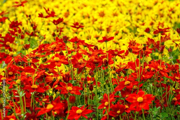 Fototapeta Vibrant Field of Red and Yellow Wildflowers Blooming in Perfect Harmony on a Sunny Spring Day