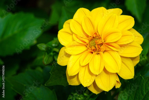 Fototapeta Golden Yellow Dahlia in Full Bloom with Lush Green Leaves in the Background of a Garden