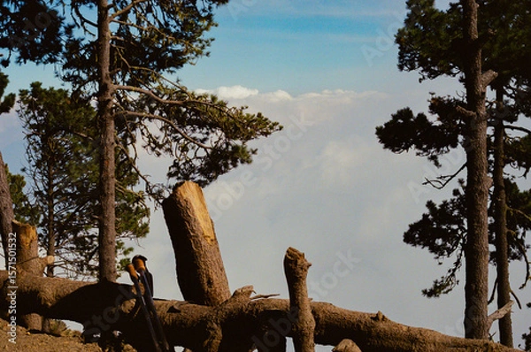Fototapeta Pine trees stand tall beside cut trunks and fallen logs above the clouds. Hiking poles rest nearby, hinting at a quiet moment in a rugged, breathtaking volcanic landscape.