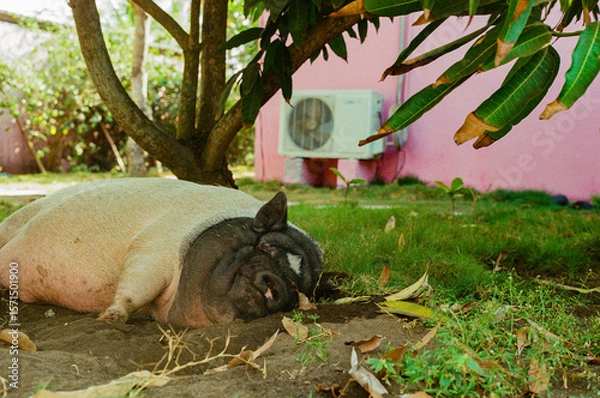 Fototapeta A large pig lying comfortably under a shady tree in a tranquil backyard, surrounded by greenery and an air conditioning unit. Peaceful and relaxing environment showing natural animal behaviour.