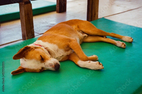 Fototapeta A tranquil scene of a relaxed canine lying asleep on a bright green mat, capturing serenity and comfort on a warm day. Taken on 35mm film.