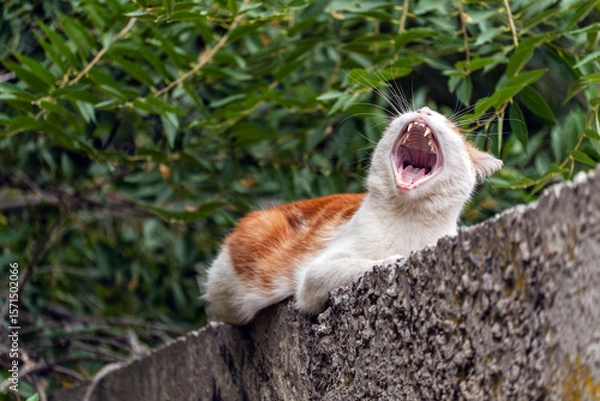 Fototapeta A red-and-white mongrel stray cat lies on a concrete fence and yawns, mouth wide open, showing its teeth, tongue and palate.