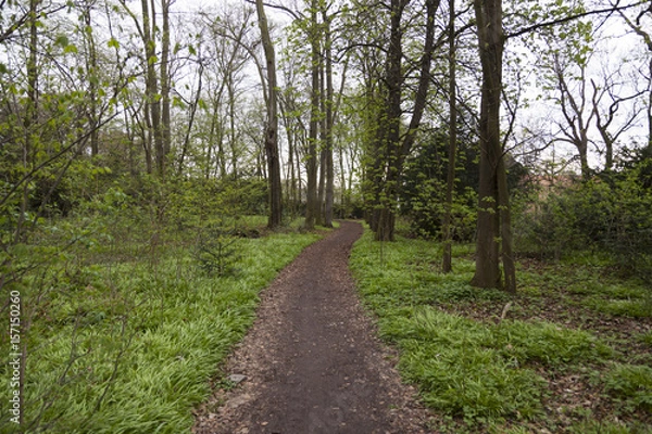 Obraz Young spring forest