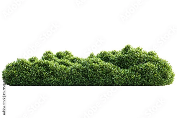 Obraz botanical green hedge with realistic textures isolated on white