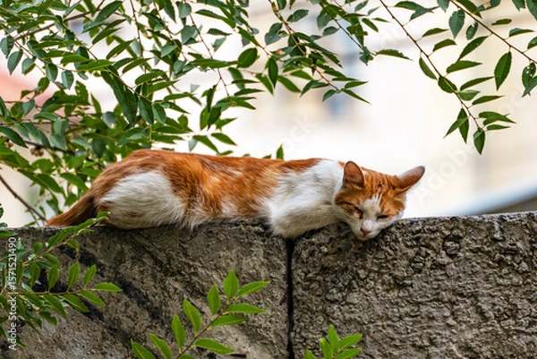 Fototapeta A red-and-white dirty mongrel stray cat lies on a concrete fence and sleeps in the shade of a tree in summer.
