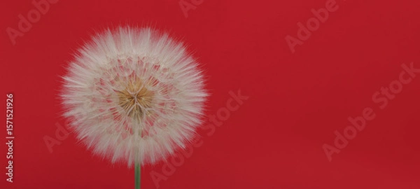 Fototapeta Elegant dandelion (Taraxacum) with delicate structure on vibrant red background. Artistic floral composition with abstract atmosphere and soft light. Perfect for design and seasonal themes.
