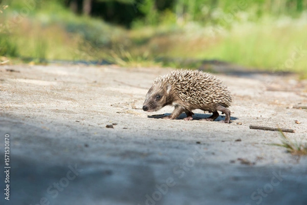 Fototapeta In the summer in the forest a small hedgehog runs across a path.