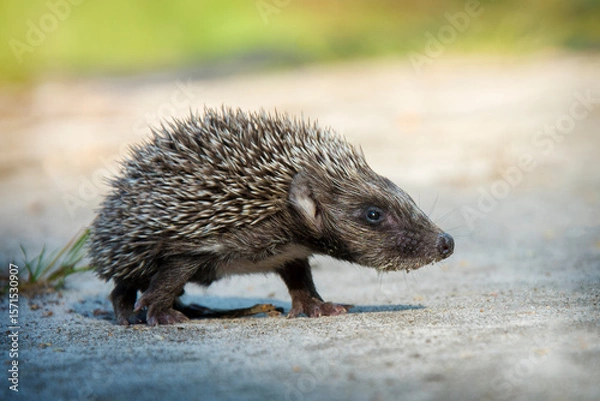Fototapeta In the summer in the forest a small hedgehog runs across a path.