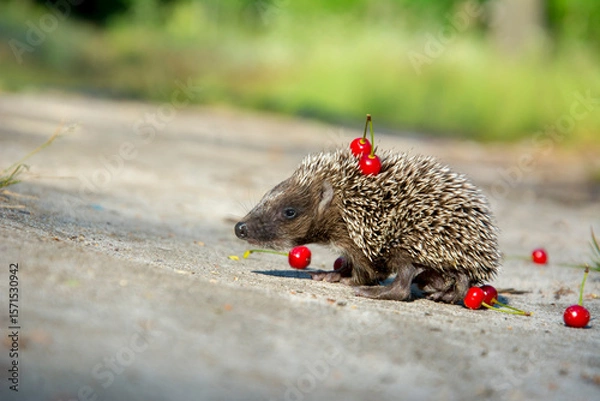 Fototapeta In the summer in the forest a small hedgehog runs across a path.