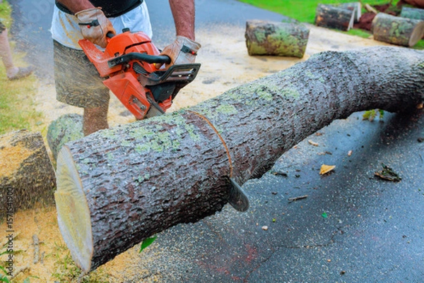 Fototapeta Woodworker uses chainsaw to slice through large log on driveway surrounded by cut tree pieces under after hurricane
