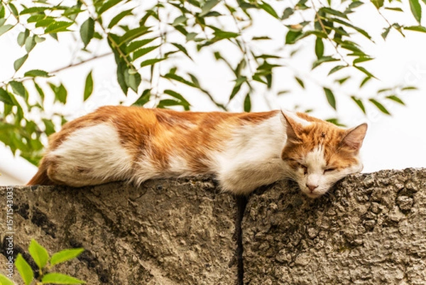 Fototapeta A red-and-white dirty mongrel stray cat lies on a concrete fence and sleeps in the shade of a tree in summer, close-up.