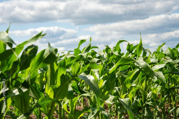 Fototapeta Rows of vibrant green corn plants thrive in a field, reaching towards a blue sky dotted with fluffy white clouds