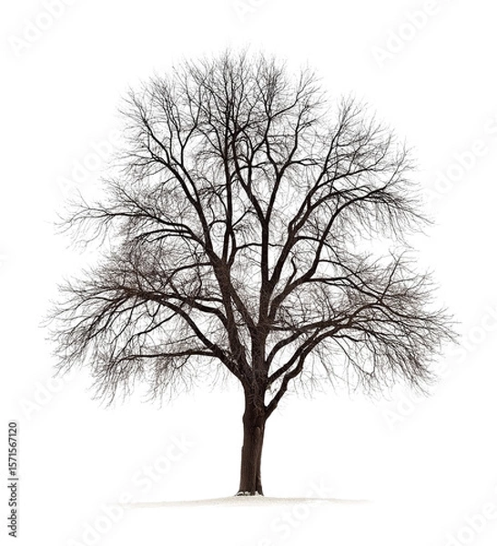 Fototapeta Dead tree without leaves and ton of branches isolated on white or transparent background