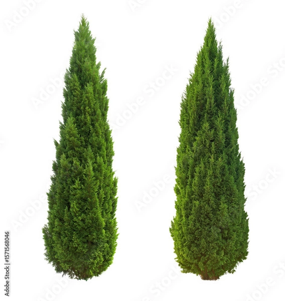 Fototapeta Majestic Green Tree with a Perfect Cone Shape isolated on white or transparent background