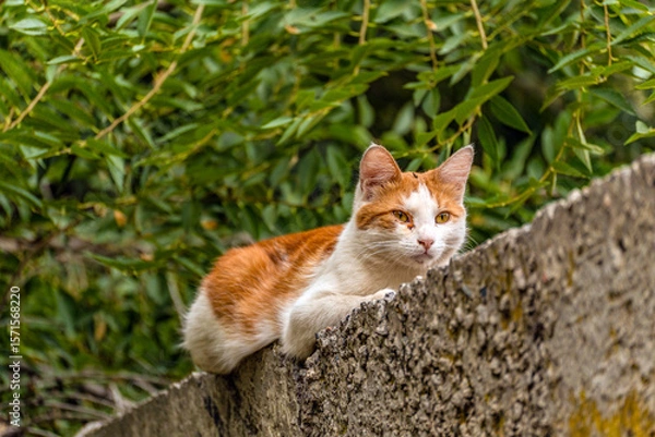 Fototapeta A red-and-white dirty mongrel stray cat lies on a concrete fence and looks into the distance, close-up.