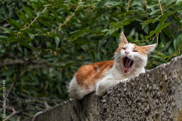 Fototapeta A red-and-white dirty mongrel stray cat lies on a concrete fence and yawns, opening its mouth and sticking out its tongue, close-up.