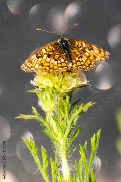 Fototapeta Butterfly resting on a flower during a sunny day in a serene garden