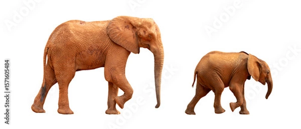 Fototapeta Baby elephant leads mother elephant, side view on white background.