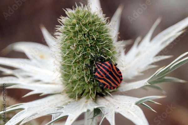 Fototapeta Streifenwanze