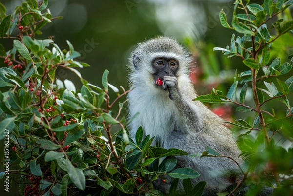 Fototapeta A vervet monkey foraging in a tree for red berries