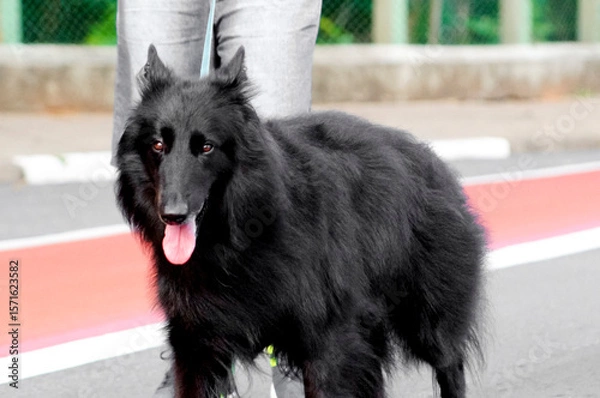 Fototapeta Medium to large, long-haired, black dog walking on a leash