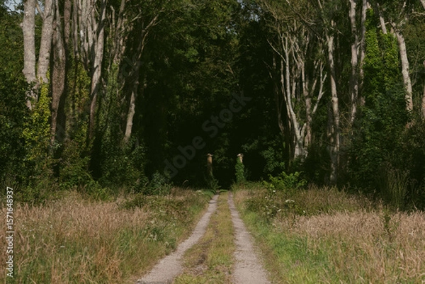 Obraz empty dirt road surrounded by trees and grass