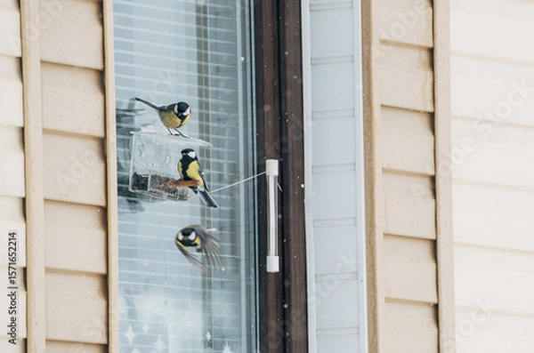 Fototapeta Four colorful birds perched on a window ledge during winter. 