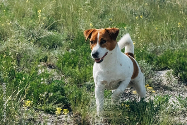 Fototapeta Jack Russell Terrier with a white and brown coat runs through a grassy field filled with wildflowers