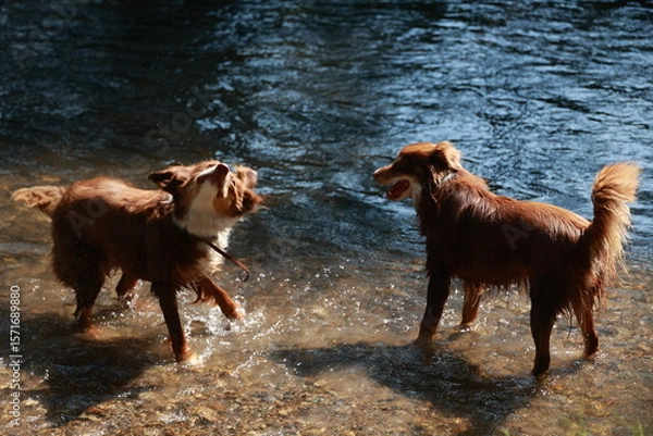 Obraz Two dogs playing in a river