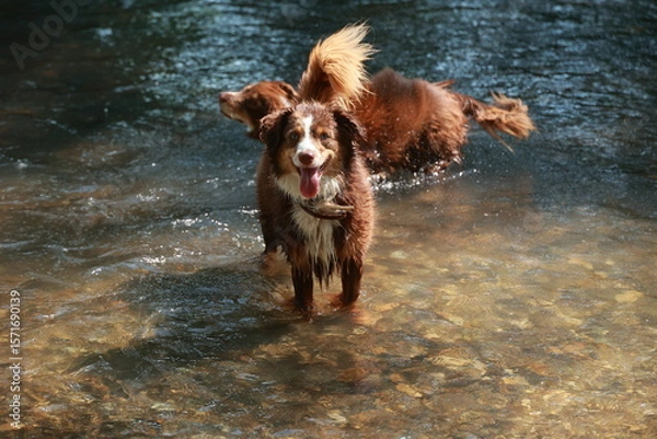 Obraz Two dogs are playing in a river, one of them has a stick in its mouth
