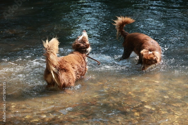Obraz Two dogs are playing in a river, one of them has a leash