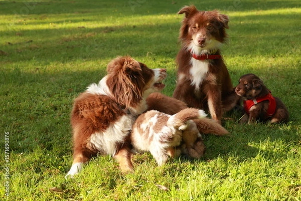 Obraz Group of dogs are playing in a grassy field
