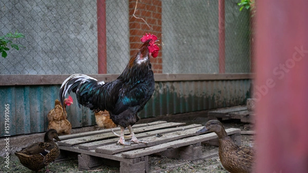 Fototapeta Poultry yard. Beautiful black cock crowing among chickens and ducks on summer day. Keeping and breeding poultry in private coop
