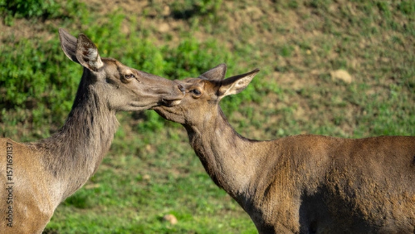 Fototapeta Head of female deer maral or wapiti on background of pasture with green grass on sunny summer day