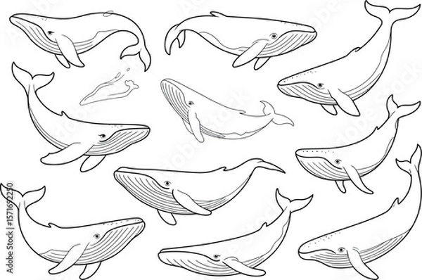 Fototapeta A collection of whale line drawings in various poses on a white background, marine life theme pattern