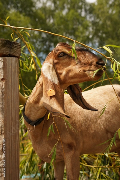 Obraz goat eating 