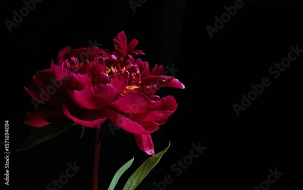 Fototapeta Close-up of a red peony in moody lighting against black background, fine art floral photo. Copy space. Moody flora