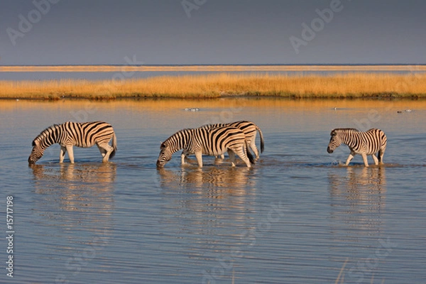 Obraz Trinkende Zebras