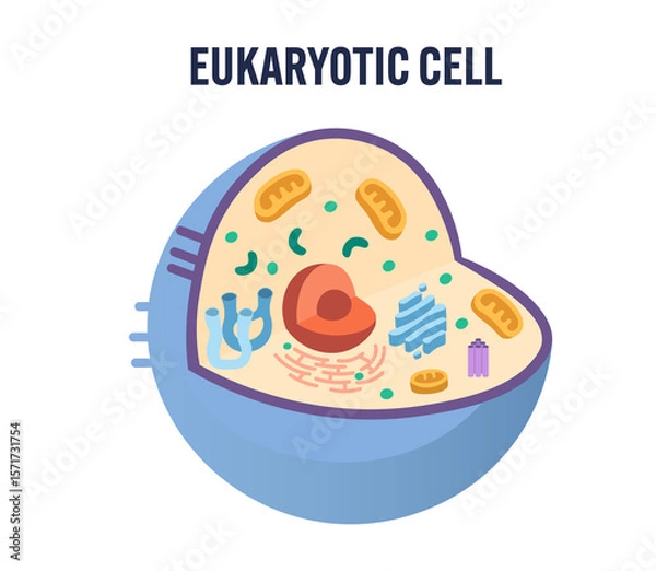 Fototapeta Modern flat-style vector illustration of a eukaryotic animal cell without labels. Clean minimalist design ideal for biology education, science presentations, infographics, nucleus, mitochondria