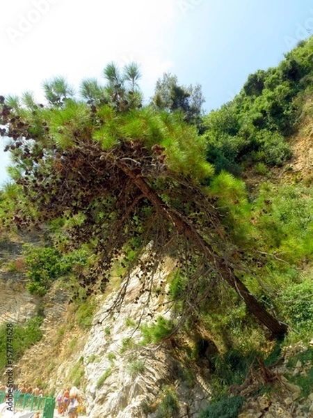 Obraz Vibrant Green Pine Tree Clinging to Rocky Cliffs in Montenegros Stunning Landscape
