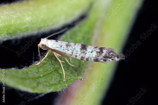 Fototapeta Apple blossom tineid, Argyresthia curvella. The caterpillars feed on Malus (apple) trees, where they eat the blossoms