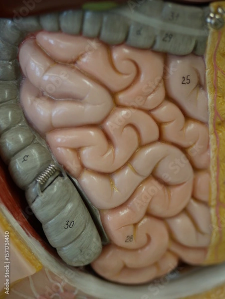 Obraz Close up of a pink and grey brain with the numbers 25 and 30 on it