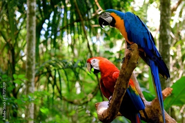 Obraz Iguazu Brasilien/Argentinien