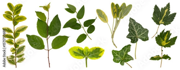 Fototapeta png set of leaves, twigs and flowers of meadow grass and ornamental plants in yellow and green, isolated on transparent background