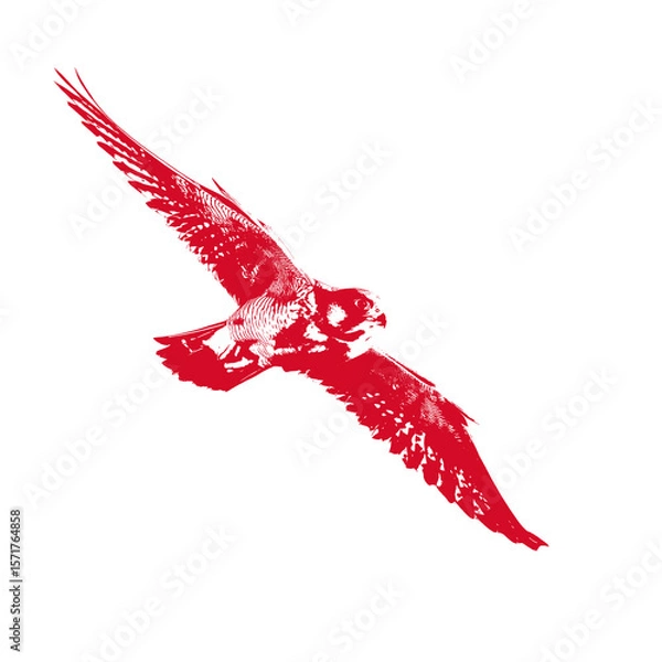 Fototapeta Red Falcon with Threshold Effect, High-Contrast Flying Bird of Prey Graphic Art PNG